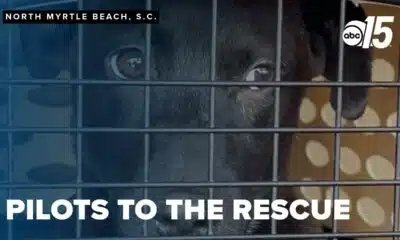 Pilots To The Rescue flies animals from SC to new beginnings up north