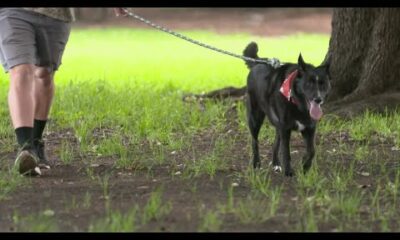 A Vietnam veteran in North Texas passed away, then his mailman adopted his dog