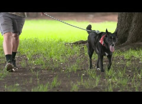 A Vietnam veteran in North Texas passed away, then his mailman adopted his dog
