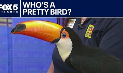 Meet Lupe: Zoo Atlanta's colorful toco toucan | FOX 5 News