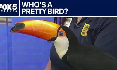 Meet Lupe: Zoo Atlanta's colorful toco toucan | FOX 5 News