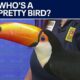 Meet Lupe: Zoo Atlanta's colorful toco toucan | FOX 5 News