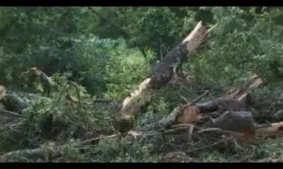 Tree falls on car, killing one person in Mississippi storm