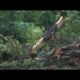Tree falls on car, killing one person in Mississippi storm