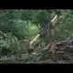 Tree falls on car, killing one person in Mississippi storm
