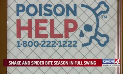 Snake season: What to do if a venomous snake bites you?