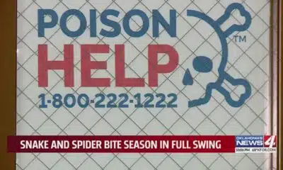 Snake season: What to do if a venomous snake bites you?