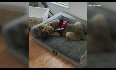 Abuse of High Ridge children and puppy caught on camera; man sought by police