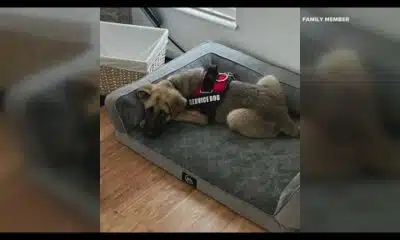 Abuse of High Ridge children and puppy caught on camera; man sought by police