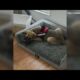 Abuse of High Ridge children and puppy caught on camera; man sought by police