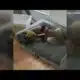 Abuse of High Ridge children and puppy caught on camera; man sought by police