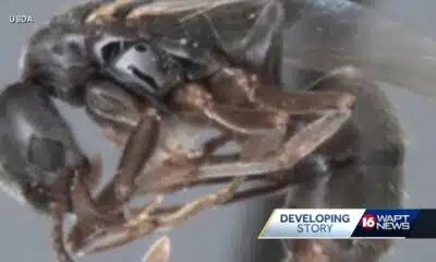 Asian needle ants spotted in Mississippi
