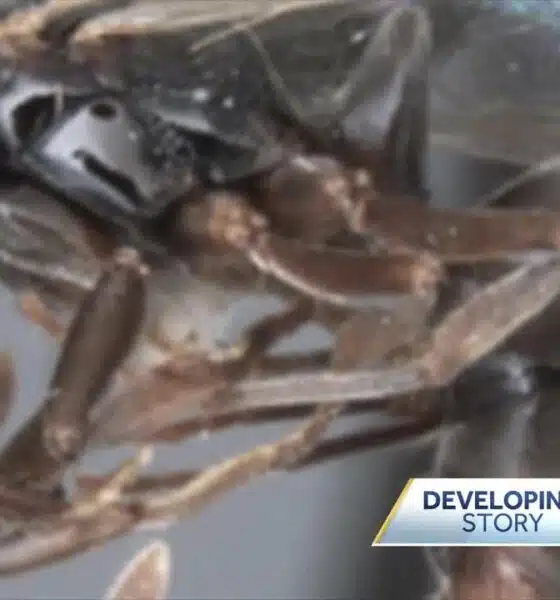 Asian needle ants spotted in Mississippi