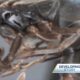 Asian needle ants spotted in Mississippi