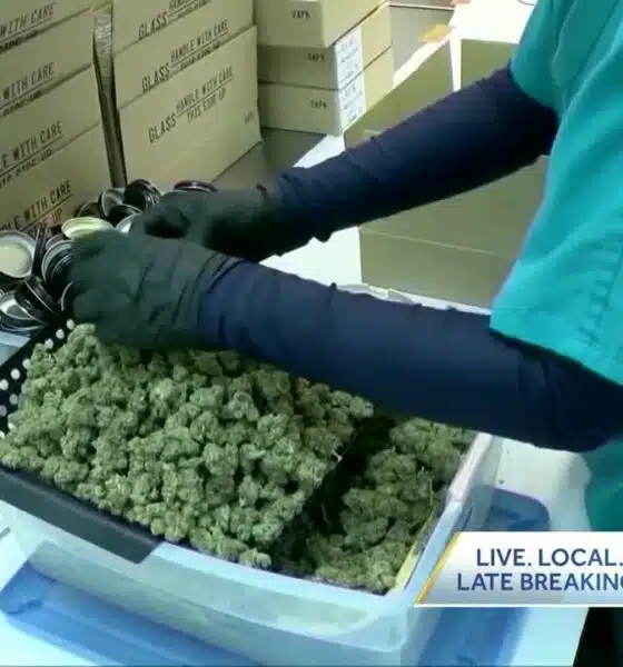 'I truly feel sorry': Medical cannabis licenses under review as patients await relief
