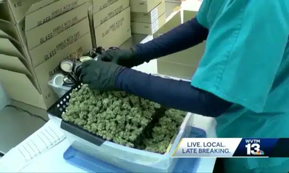 'I truly feel sorry': Medical cannabis licenses under review as patients await relief
