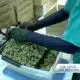 'I truly feel sorry': Medical cannabis licenses under review as patients await relief