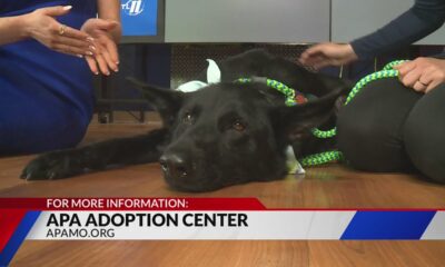 Adopt Dragonfly the dog