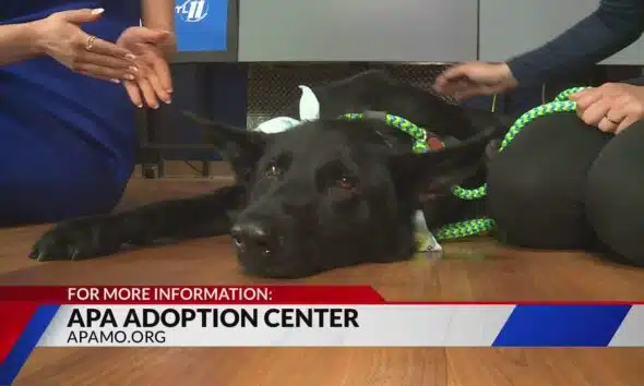 Adopt Dragonfly the dog