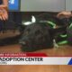 Adopt Dragonfly the dog