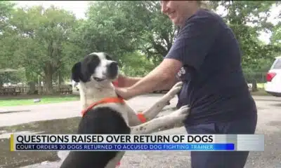 Concerns raised after a judge ordered 30 dogs returned to the home of alleged abuser