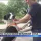 Concerns raised after a judge ordered 30 dogs returned to the home of alleged abuser
