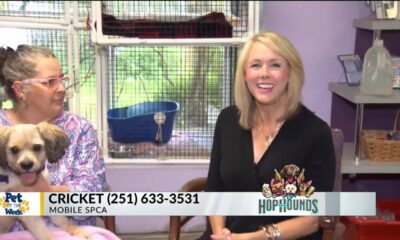 Pet of the Week: Cricket, the Cockapoo