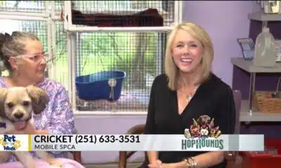 Pet of the Week: Cricket, the Cockapoo