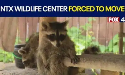 North Texas Wildlife Center has 60 days to relocate
