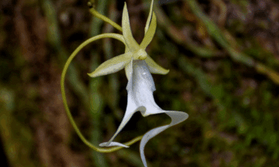 Iconic Florida plant proposed to be added to Endangered Species list