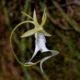 Iconic Florida plant proposed to be added to Endangered Species list