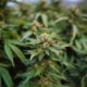 Report: Weed legalization more dangerous for road safety than previously believed | National