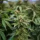 Report: Weed legalization more dangerous for road safety than previously believed | National