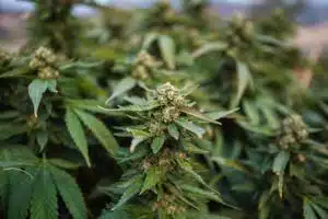 Report: Weed legalization more dangerous for road safety than previously believed | National