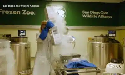 Frozen: How scientist are trying to prevent species from going extinct