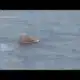 Cruise rescue: Man jumps into water to save daughter, who fell overboard