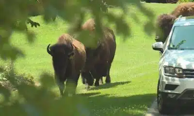 Community reacts to escaped bison shot, killed in Franklin Co.