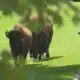 Community reacts to escaped bison shot, killed in Franklin Co.