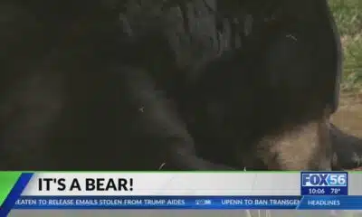 Bear sightings happening in central Kentucky: What to know