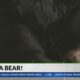 Bear sightings happening in central Kentucky: What to know