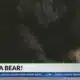 Bear sightings happening in central Kentucky: What to know
