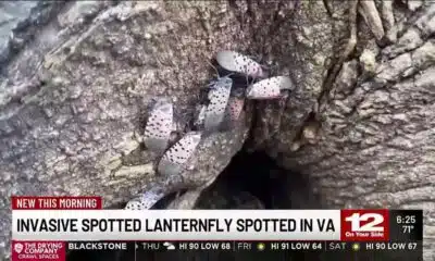 Invasive spotted lanternfly spotted in VA