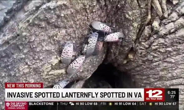 Invasive spotted lanternfly spotted in VA