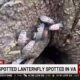 Invasive spotted lanternfly spotted in VA