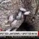 Invasive spotted lanternfly spotted in VA