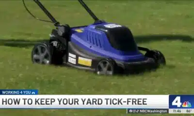 Tick season is worse than ever. Here's how to keep your yard tick-free this summer | NBC4 Washington