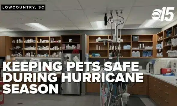 Keep your pets safe during hurricane season: experts share advice on go-bags and safe spaces