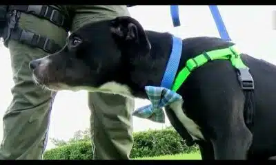 Puppy rescued from trash compactor at Daytona Beach apartment complex
