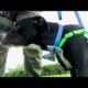 Puppy rescued from trash compactor at Daytona Beach apartment complex