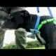 Puppy rescued from trash compactor at Daytona Beach apartment complex